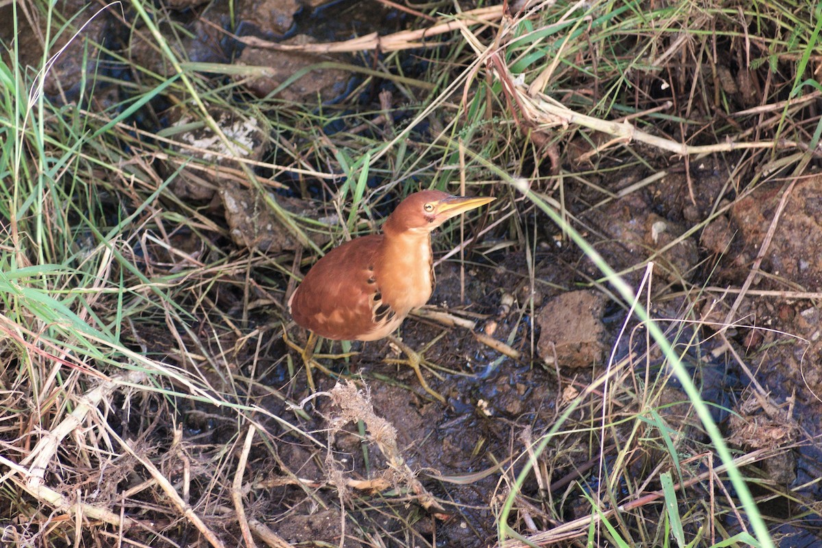 Cinnamon Bittern - ML646956117