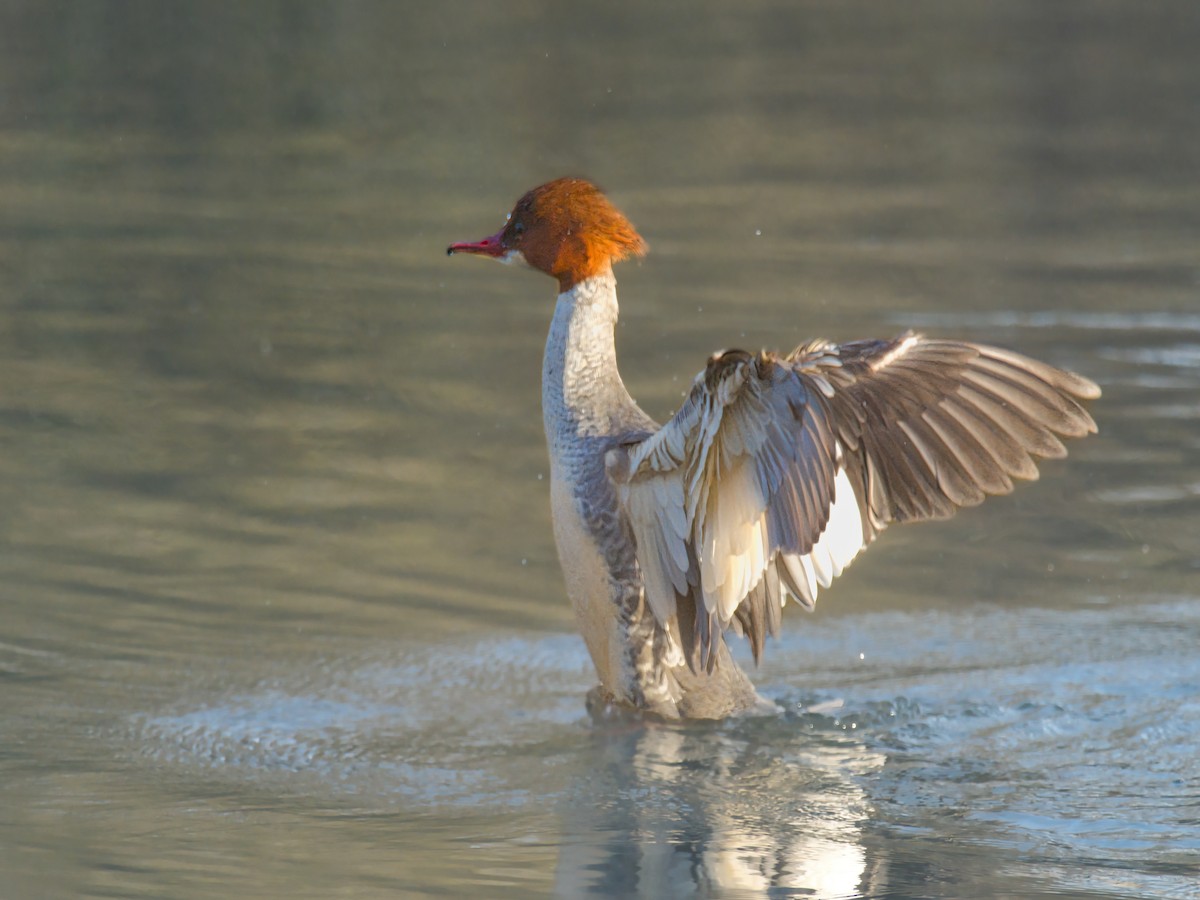 Büyük Tarakdiş - ML646956118