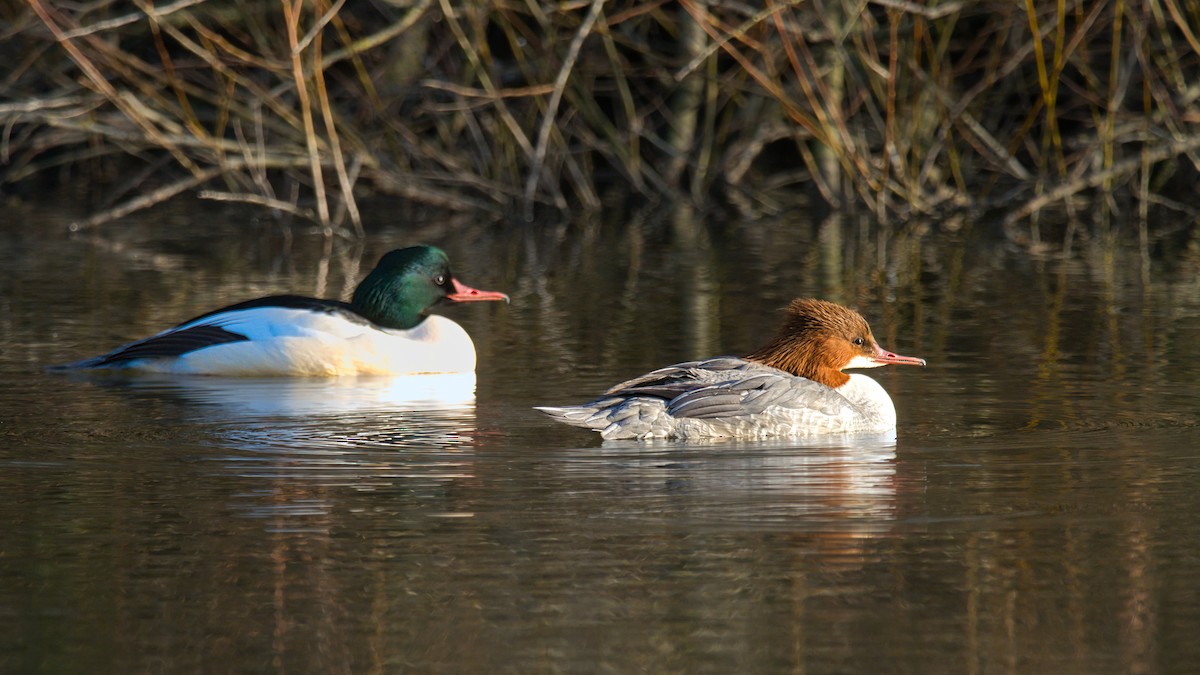 Büyük Tarakdiş - ML646956119