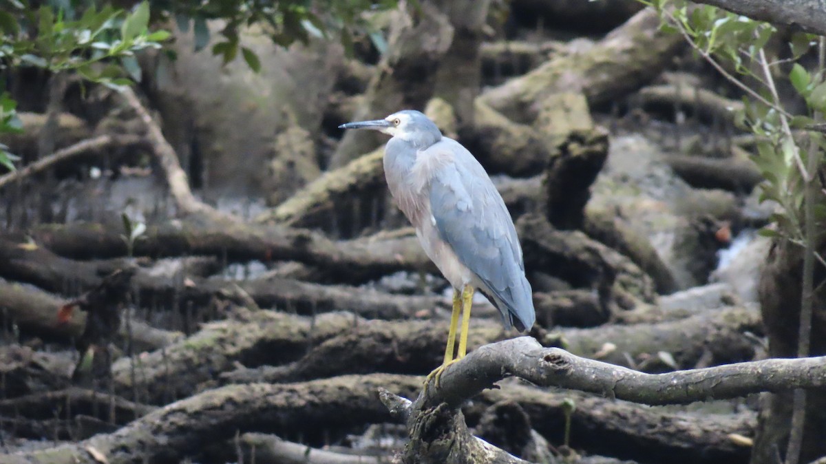 White-faced Heron - ML646956122
