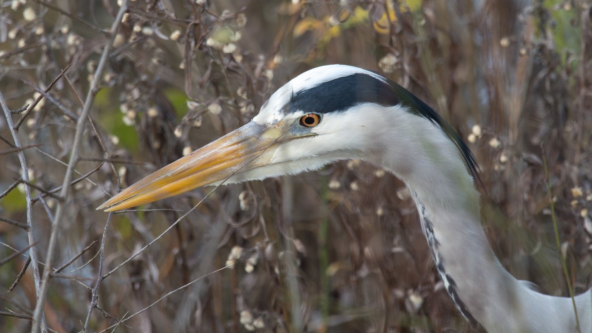 Airone cenerino - ML646956123