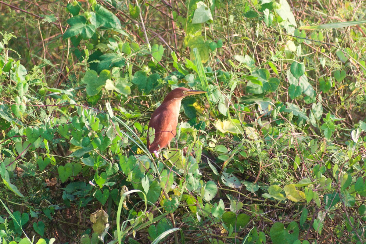Cinnamon Bittern - ML646956124