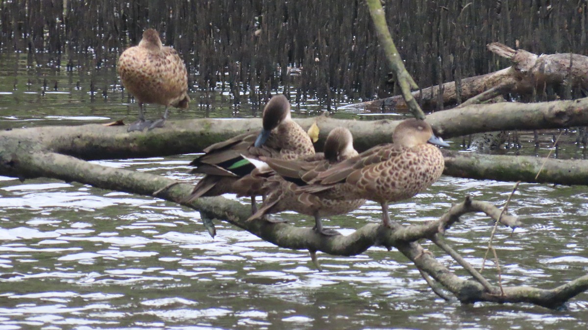 Gray Teal - ML646956126