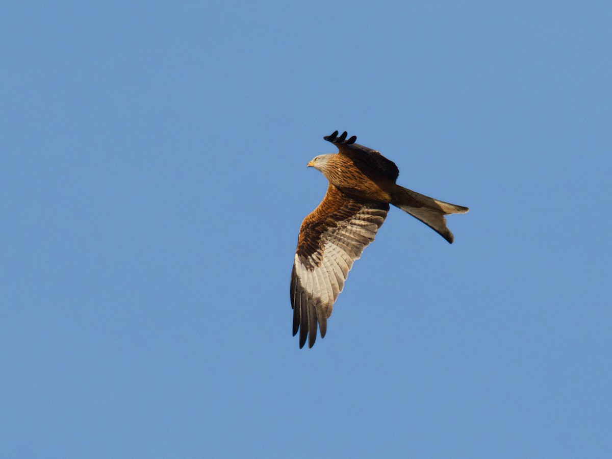 Kızıl Çaylak - ML646956129