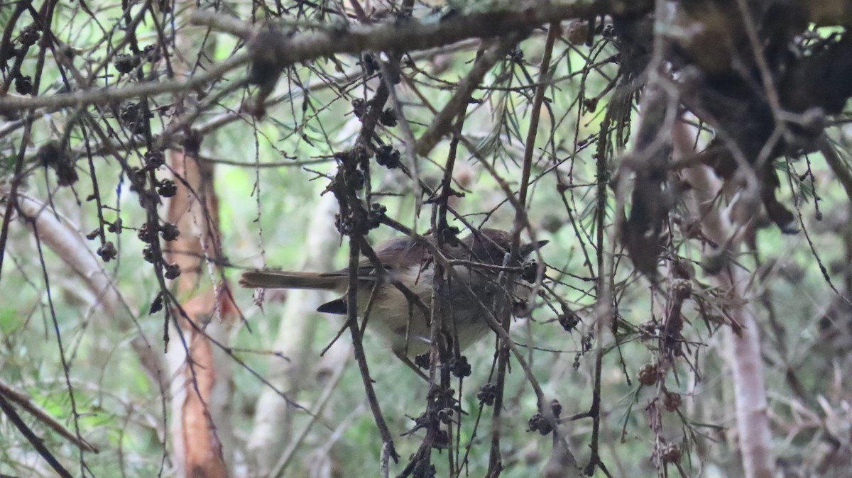 Brown Thornbill - ML646956130