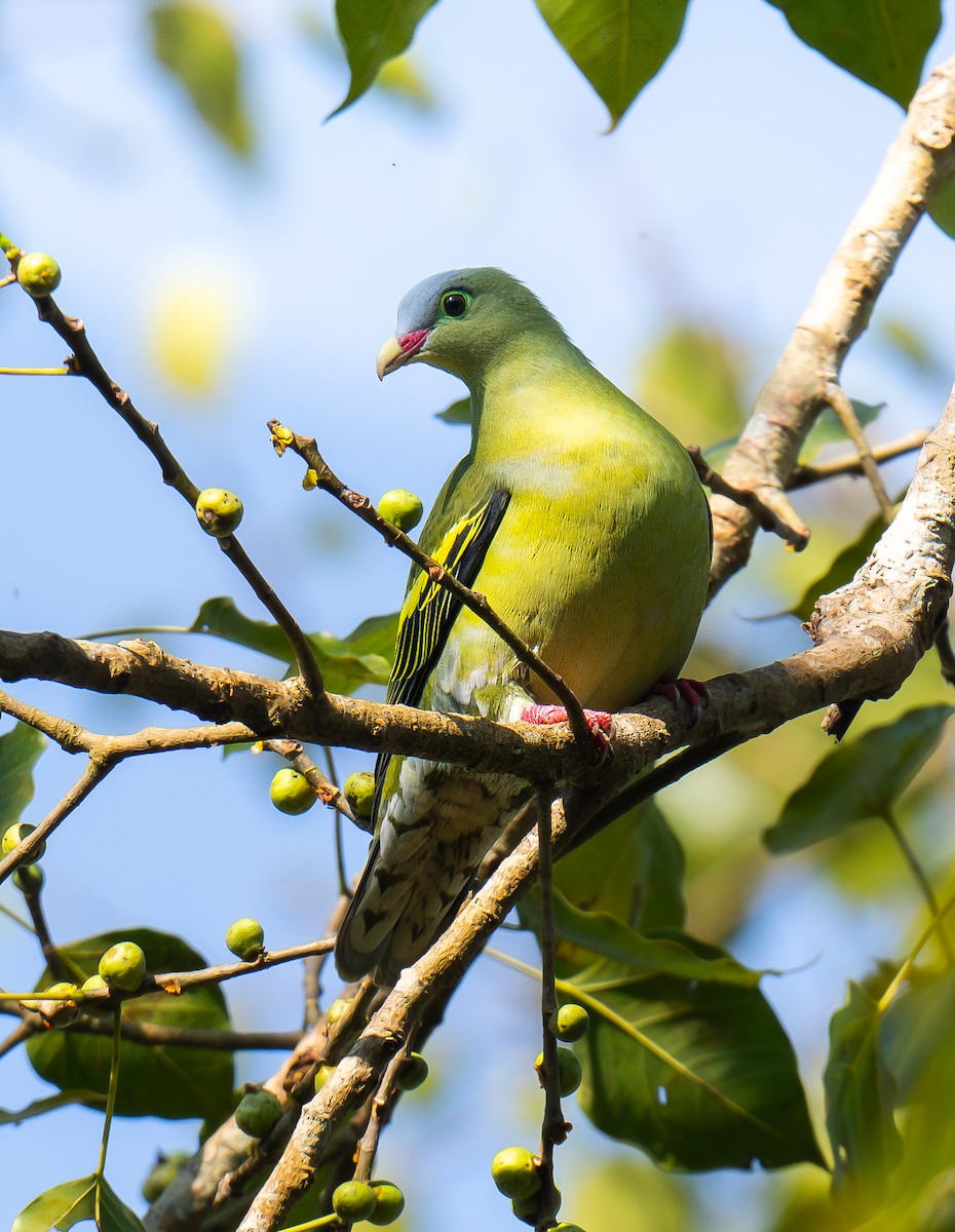 Thick-billed Green-Pigeon - ML646956131