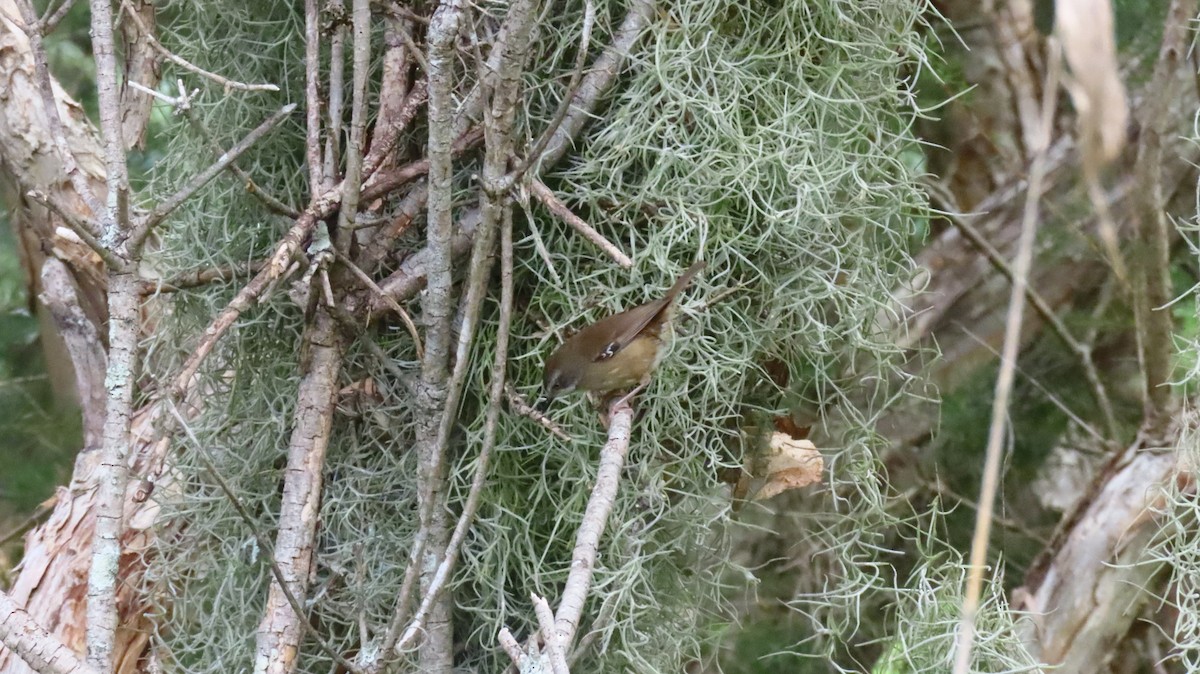 White-browed Scrubwren - ML646956132