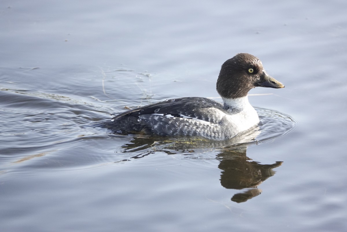 Common Goldeneye - ML646956133