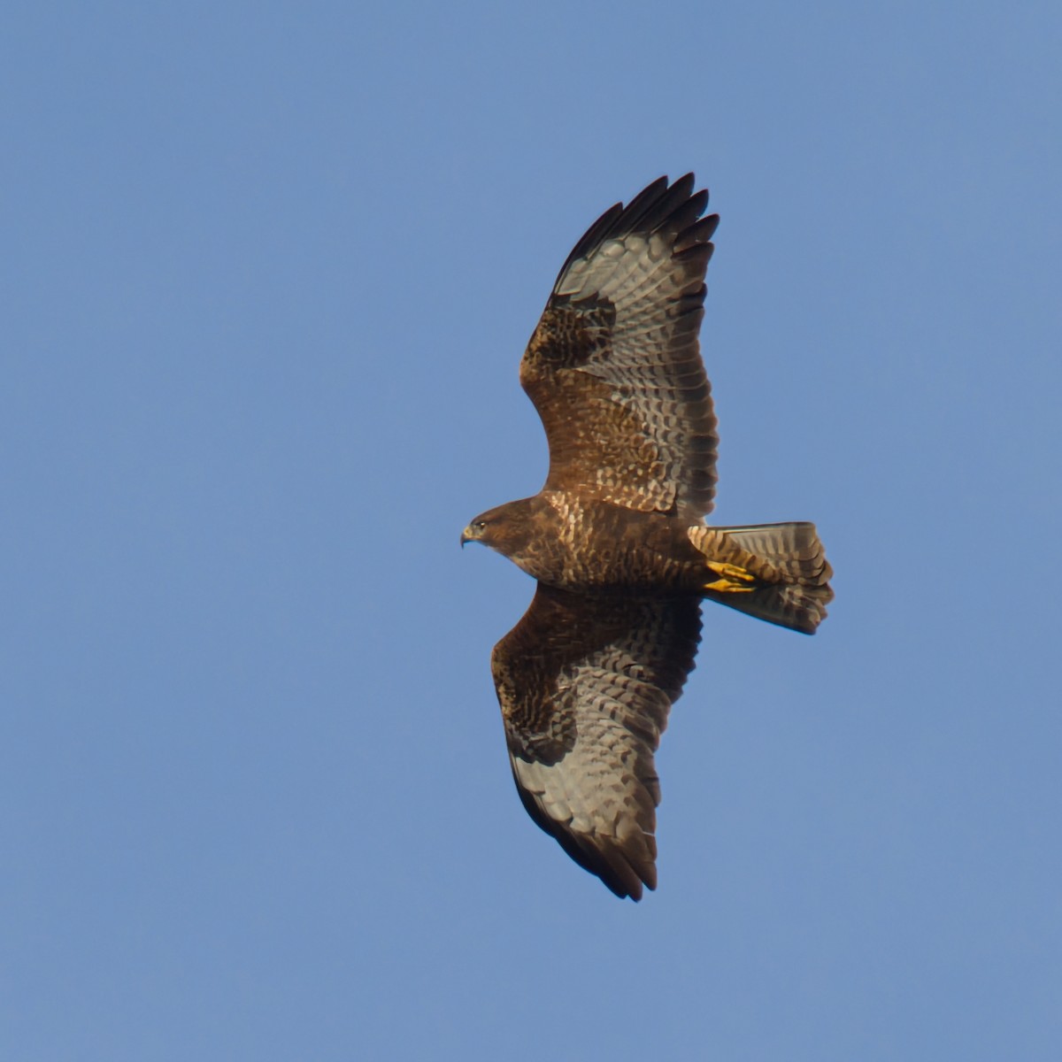 Şahin - ML646956134