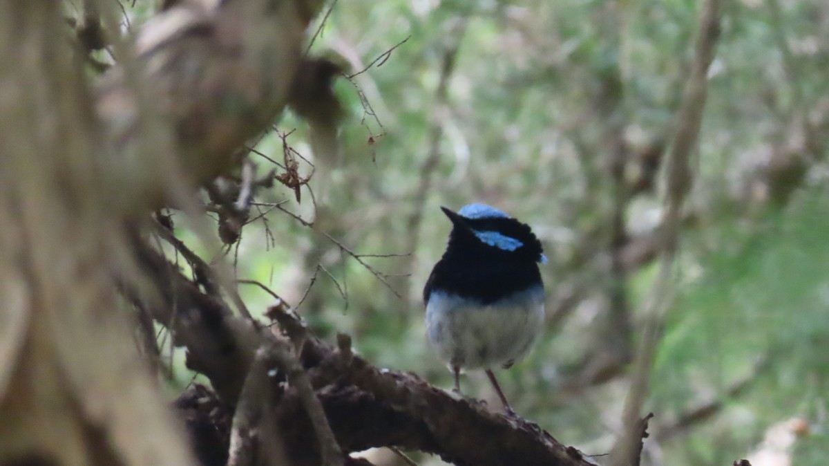 Superb Fairywren - ML646956136
