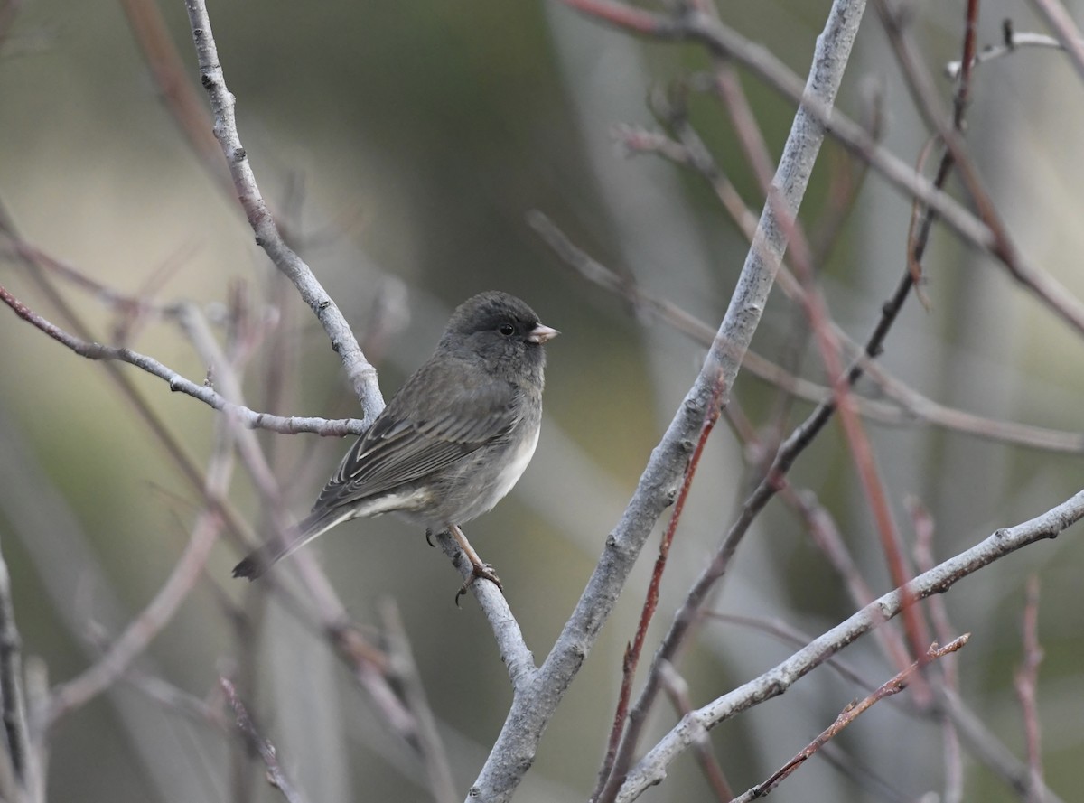 Серый юнко (cismontanus) - ML646956140