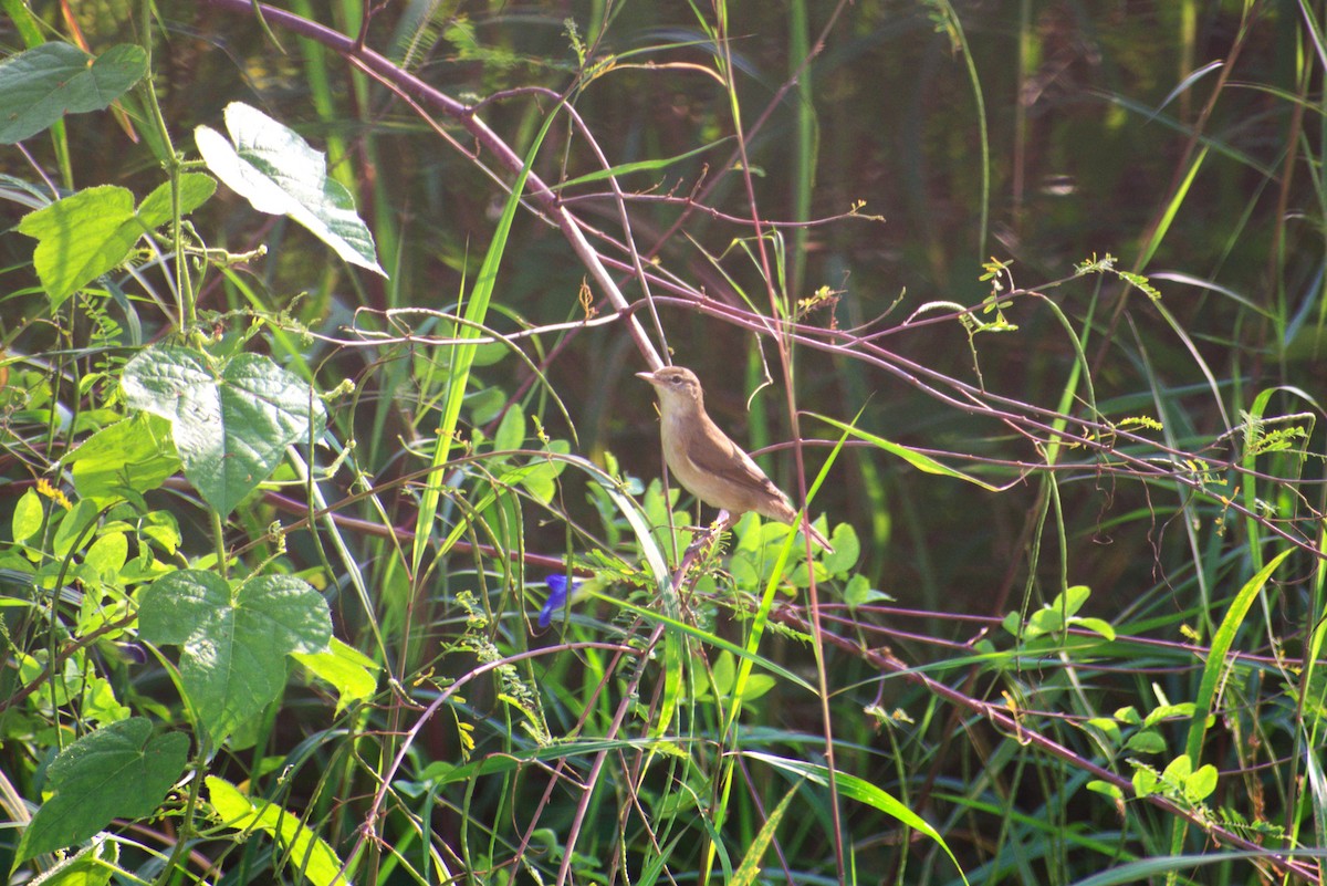 Booted/Sykes's Warbler - ML646956141