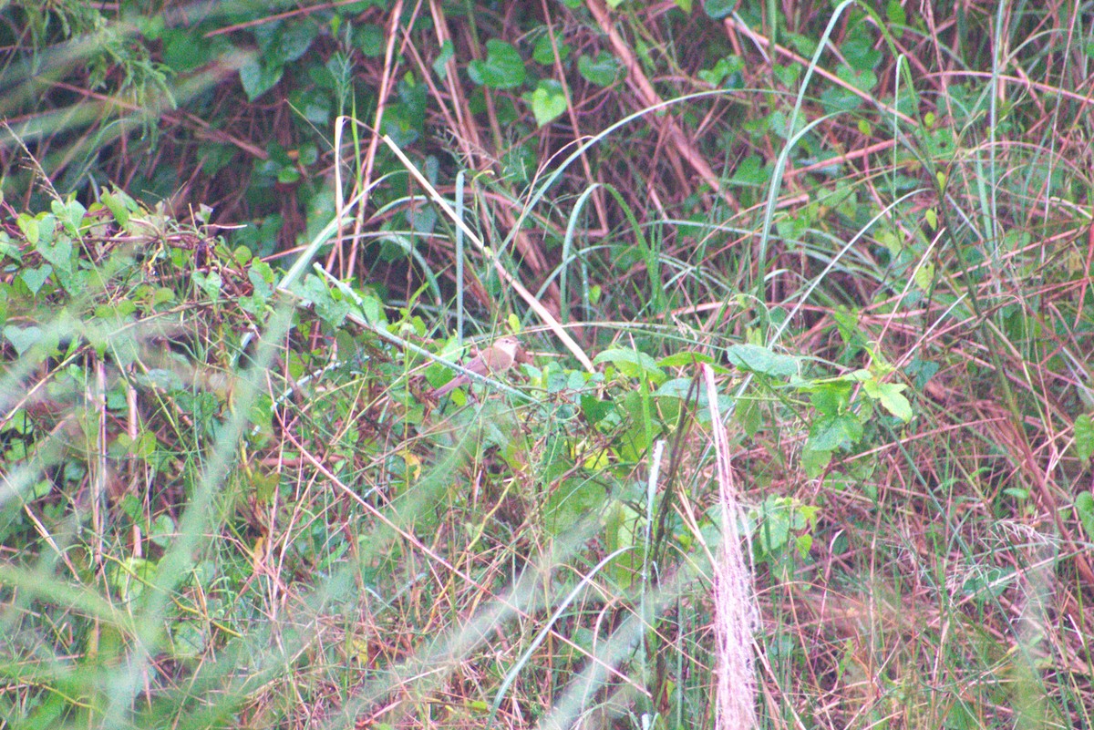 Booted/Sykes's Warbler - ML646956142