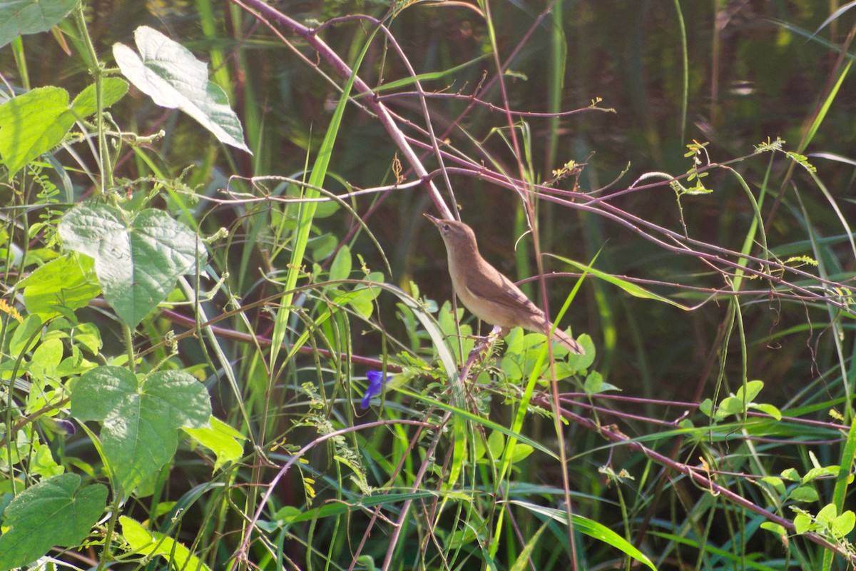 Booted/Sykes's Warbler - ML646956143