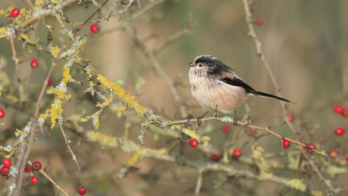 Uzun Kuyruklu Baştankara - ML646956144