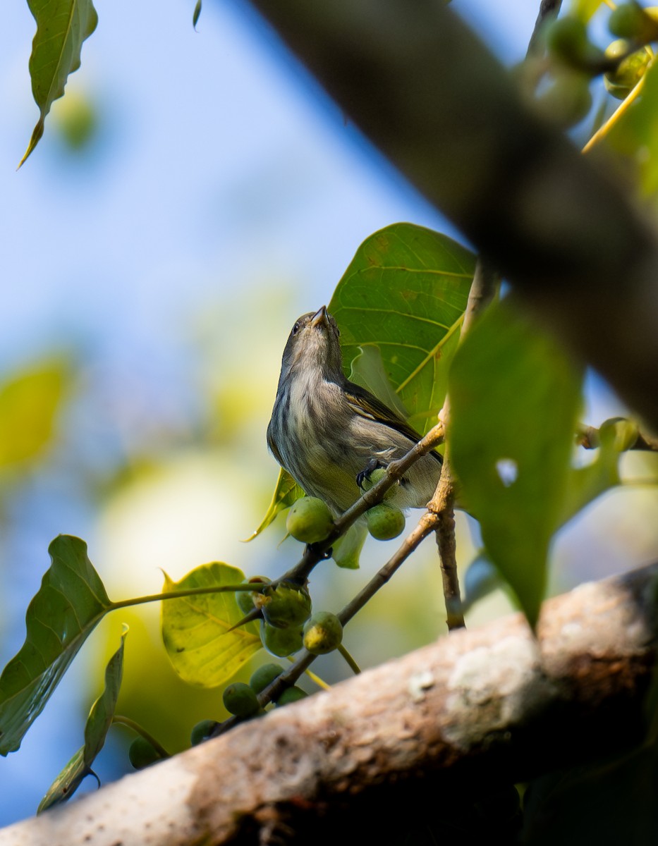 Thick-billed Flowerpecker - ML646956145