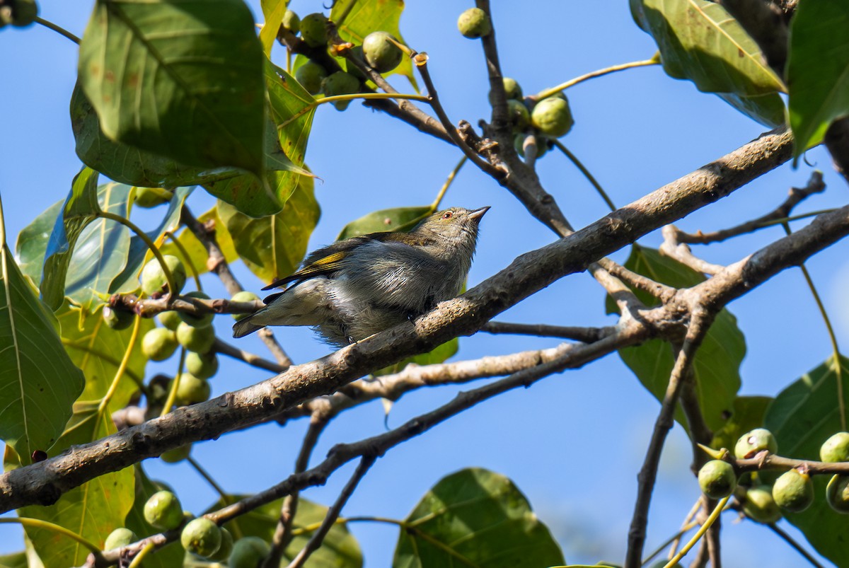 Thick-billed Flowerpecker - ML646956146