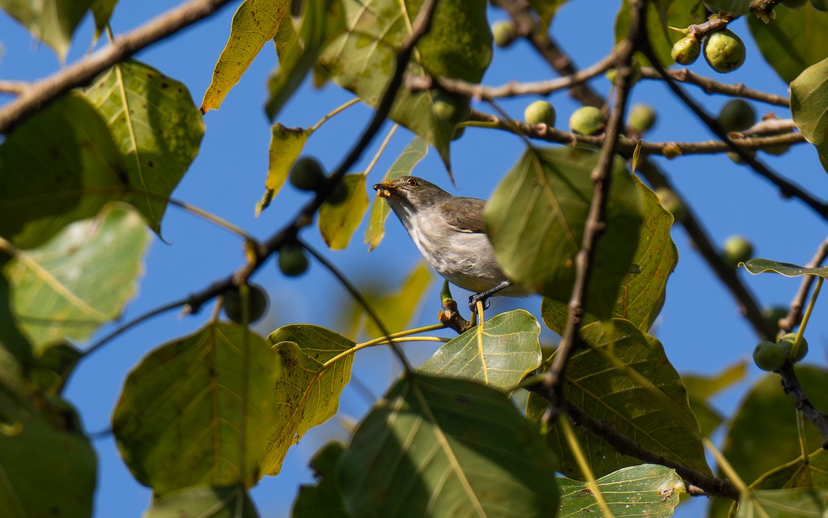 Thick-billed Flowerpecker - ML646956147