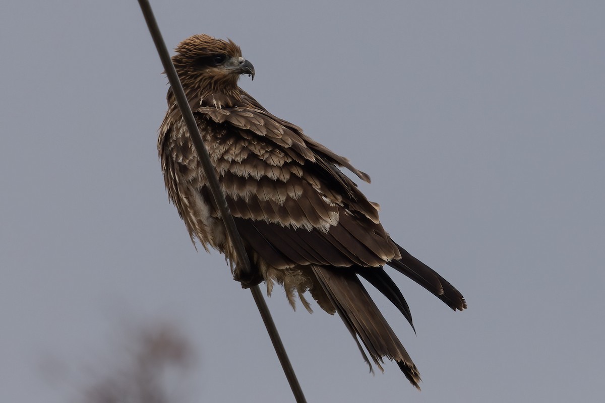 svartglente (lineatus/formosanus) (asiasvartglente) - ML646956148