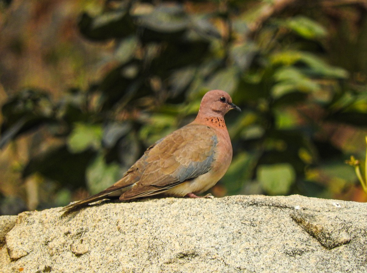צוצלת - ML646956150