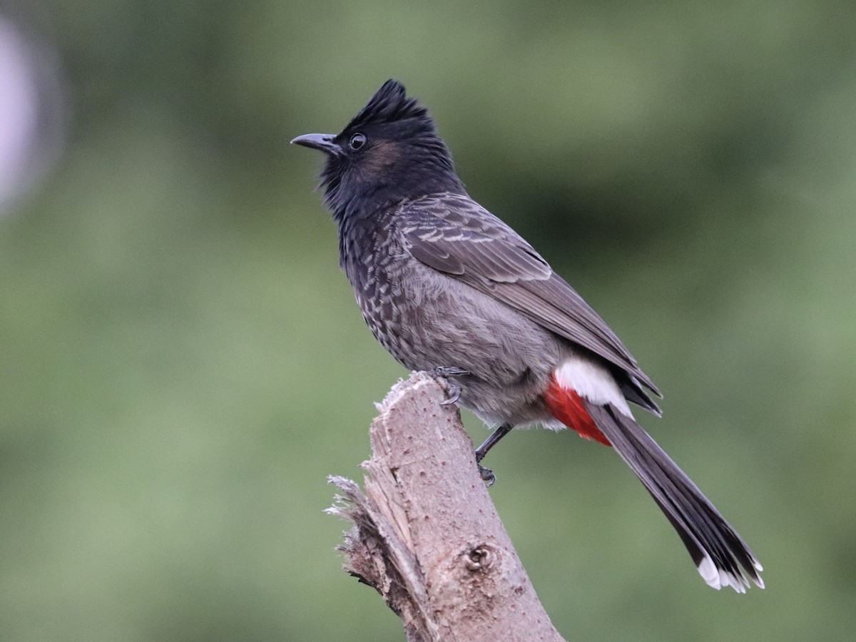 シリアカヒヨドリ - ML646956151