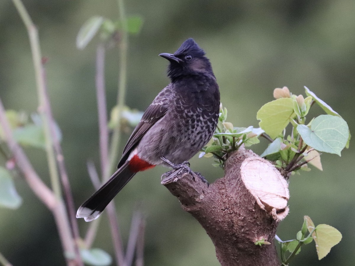 シリアカヒヨドリ - ML646956152