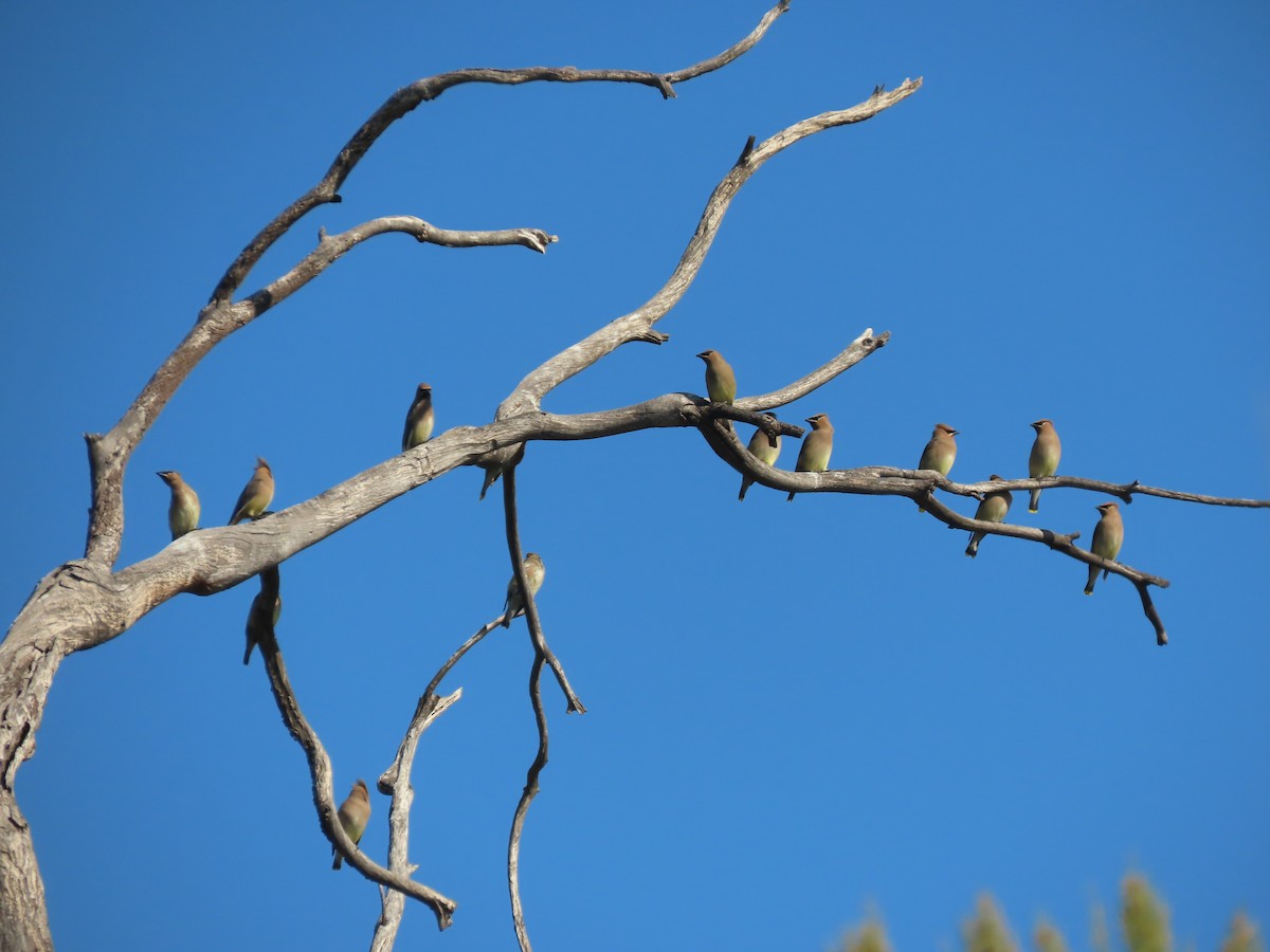 ヒメレンジャク - ML646956153