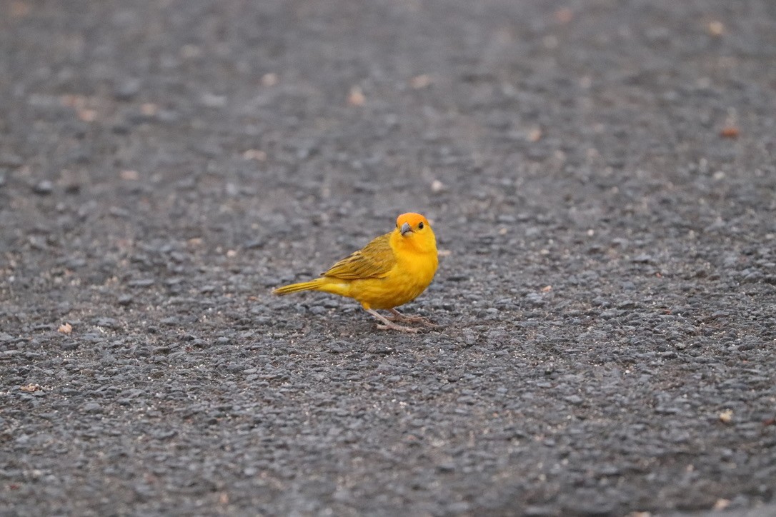 キンノジコ - ML646956154