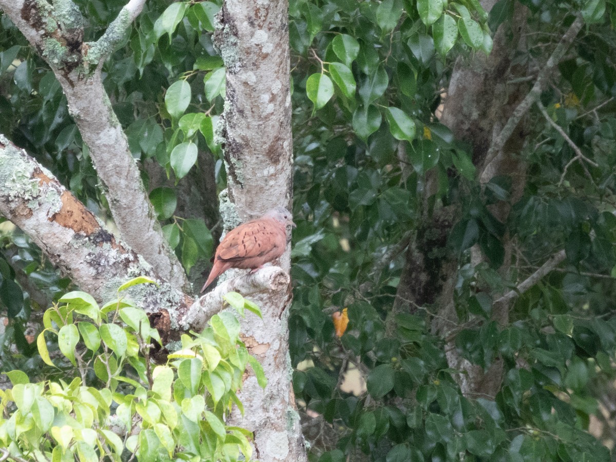 ケアシスズメバト - ML646956155