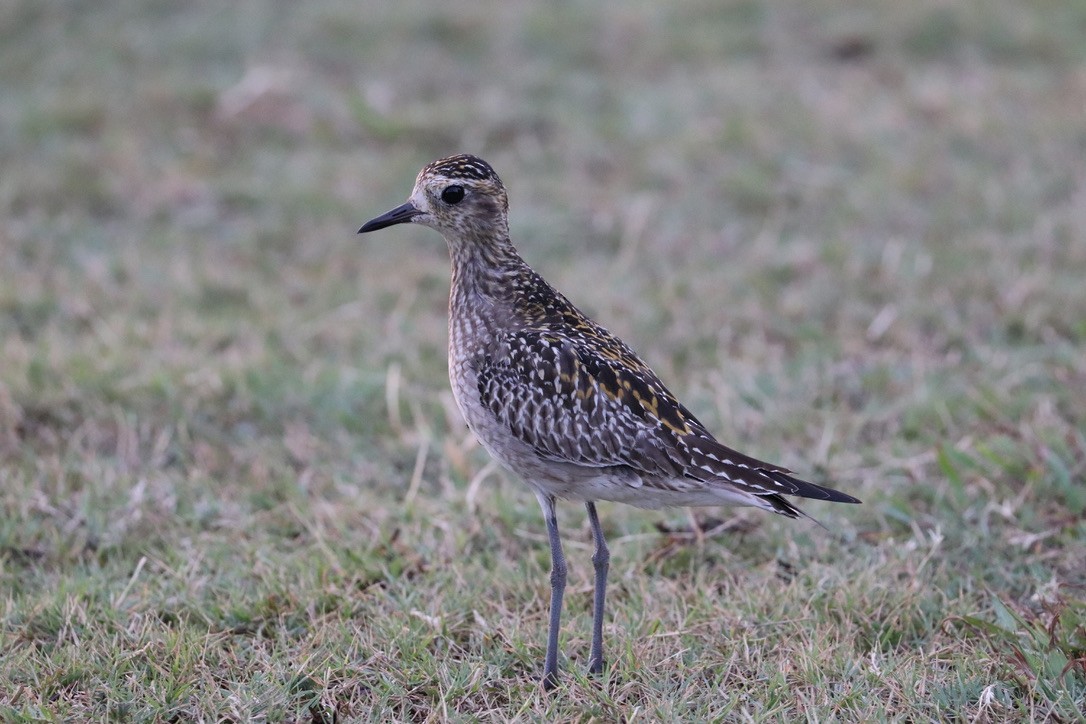 ムナグロ - ML646956159