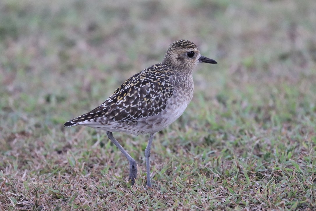 ムナグロ - ML646956160