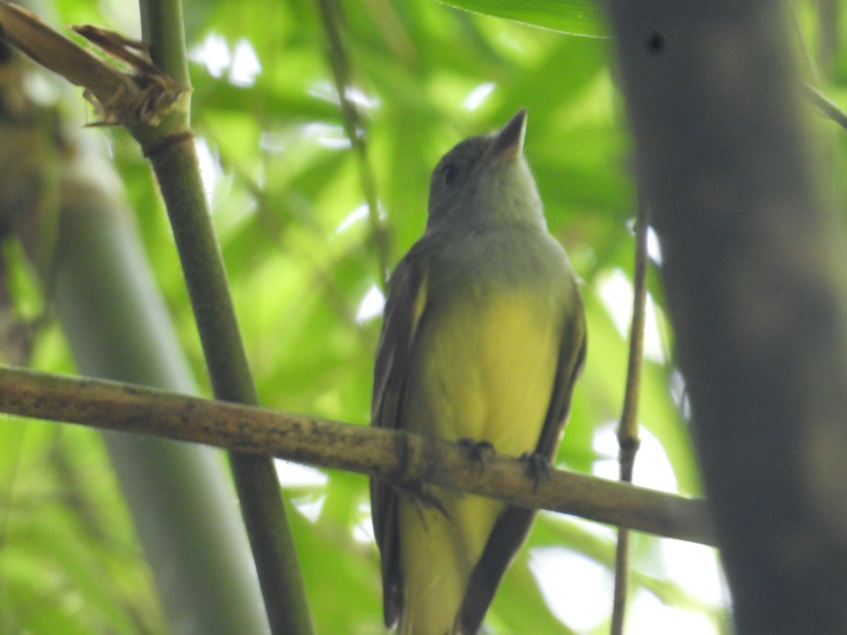 オオヒタキモドキ - ML646956161