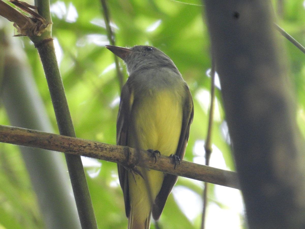 オオヒタキモドキ - ML646956162