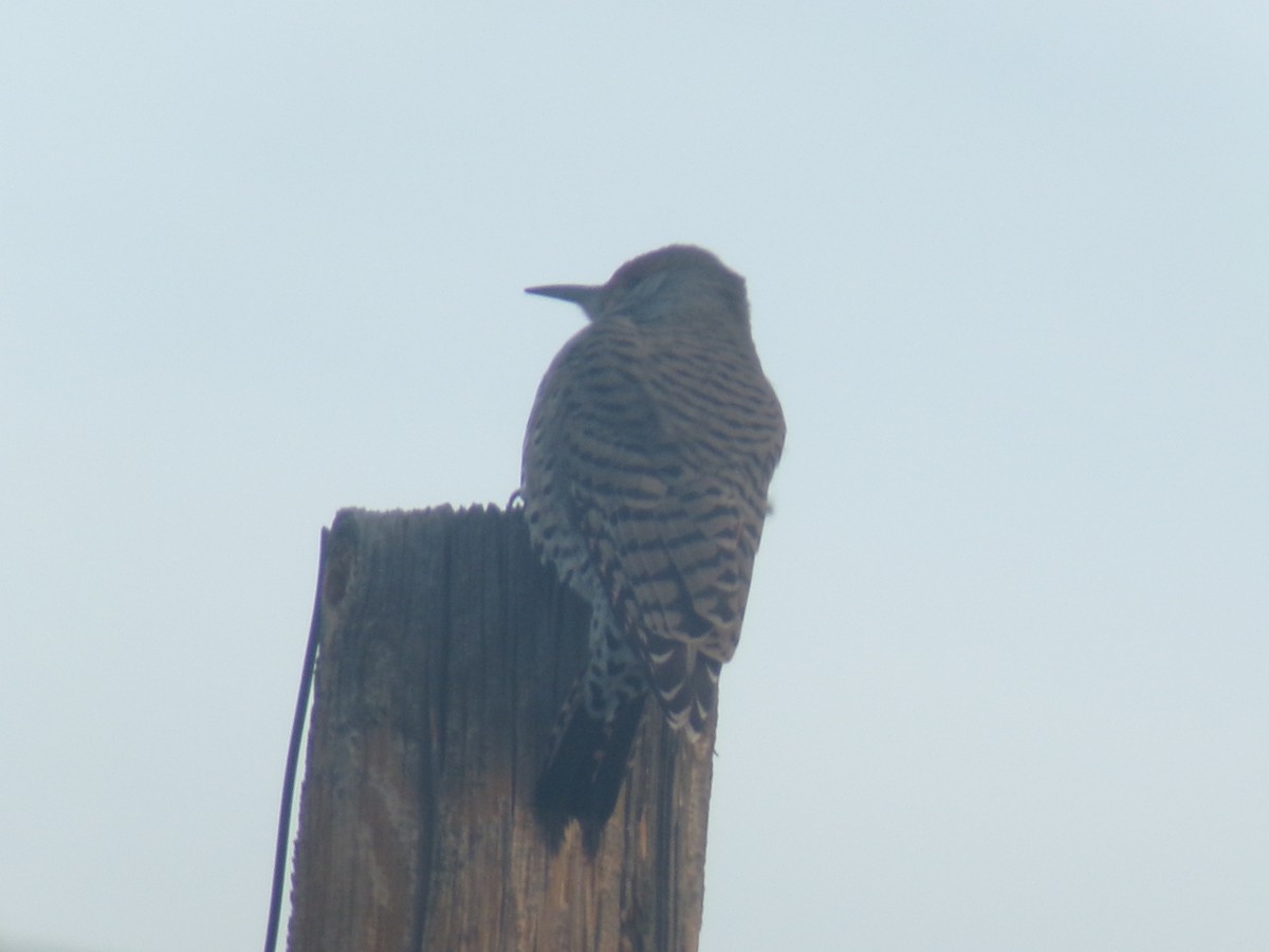 ハシボソキツツキ - ML646956163