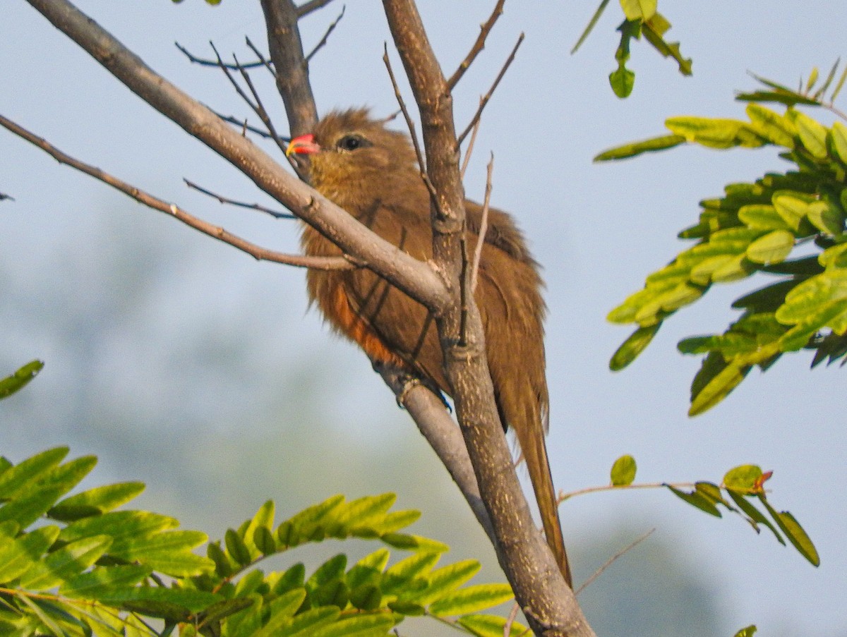 Sirkeer Malkoha - ML646956165