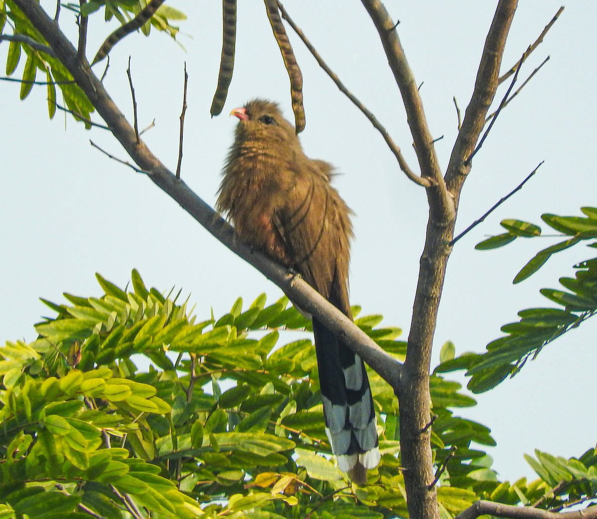Sirkeer Malkoha - ML646956166