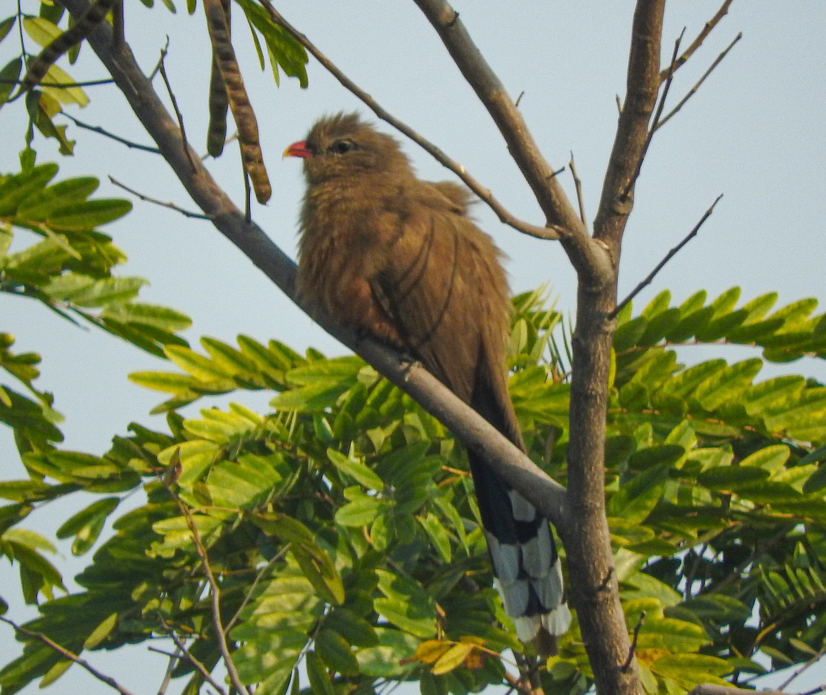 Sirkeer Malkoha - ML646956167