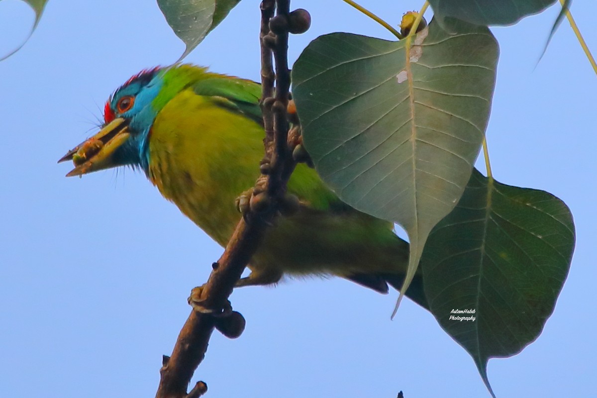 アオノドゴシキドリ - ML646956168