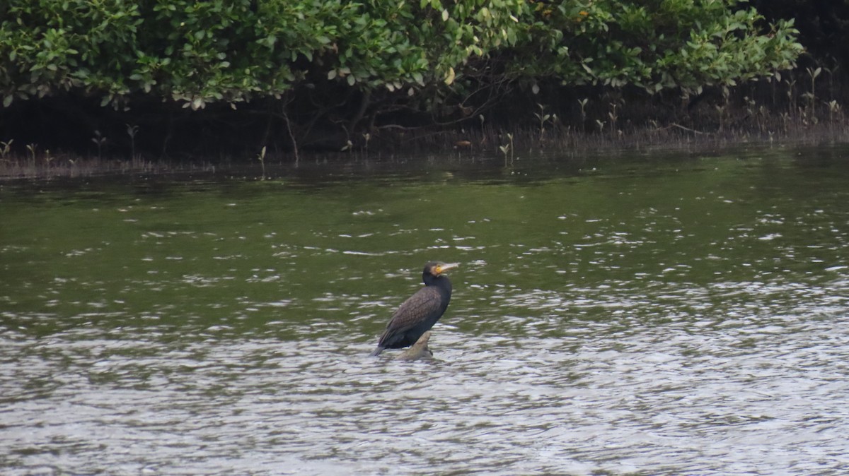 カワウ - ML646956169