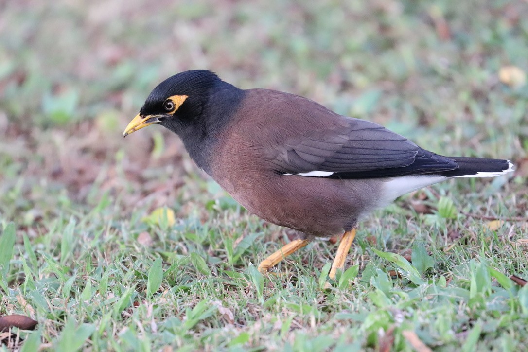 インドハッカ - ML646956171