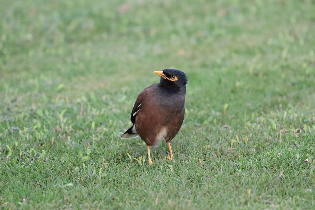 インドハッカ - ML646956172