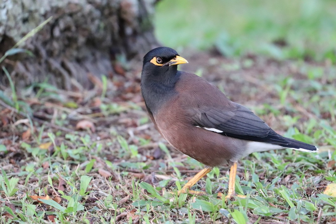 インドハッカ - ML646956173