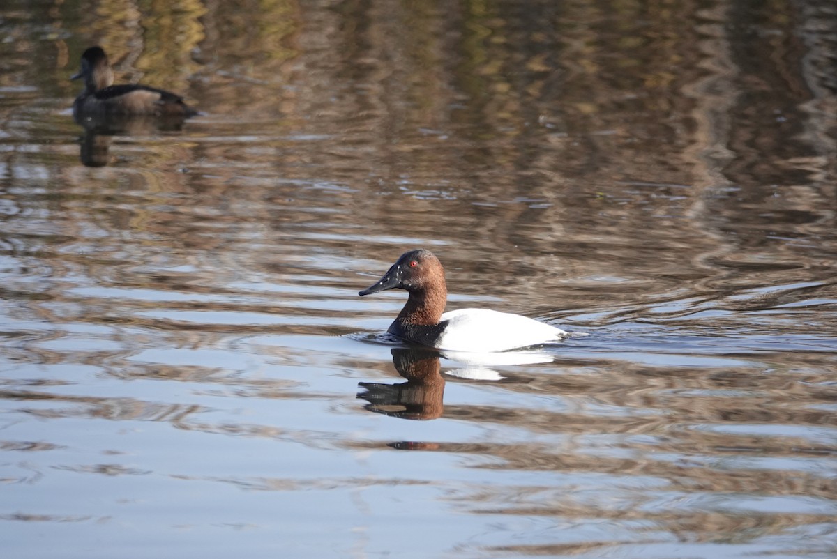 オオホシハジロ - ML646956174