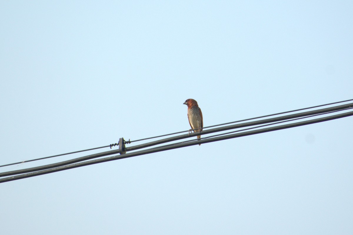 シマキンパラ - ML646956175