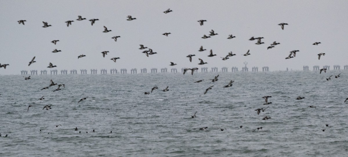 Berg-/Kanadabergente - ML646956176