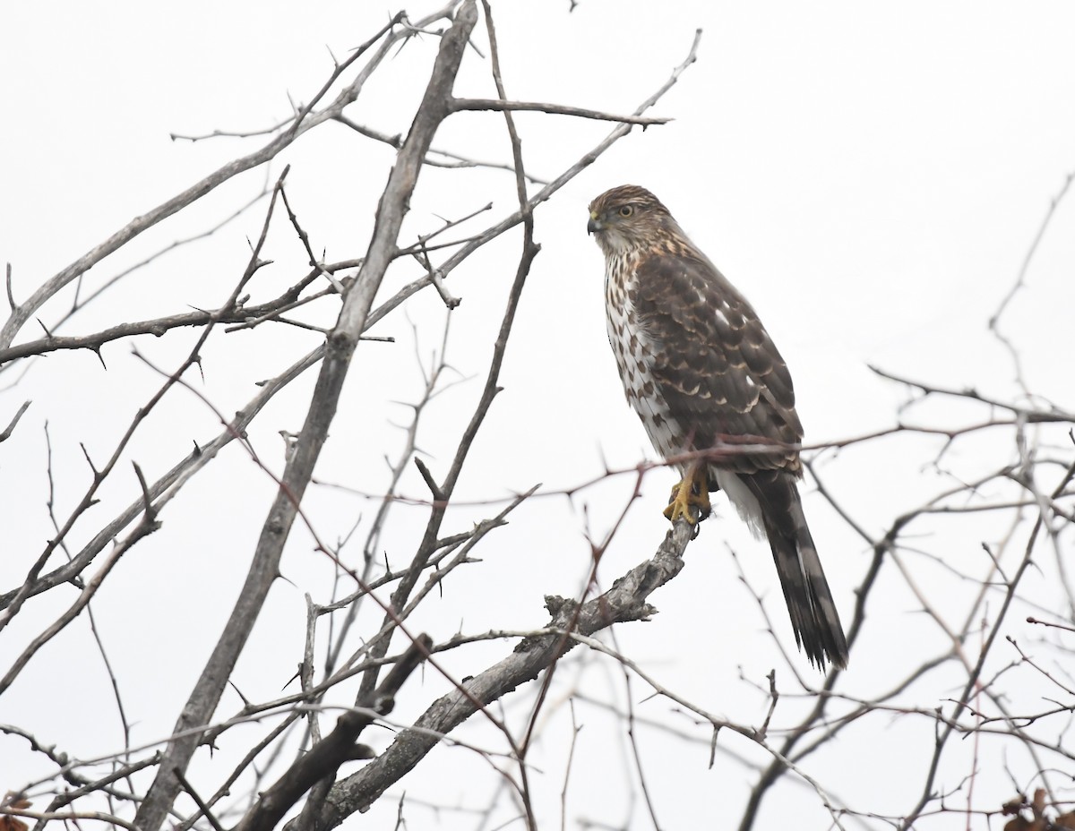 クーパーハイタカ - ML646956177