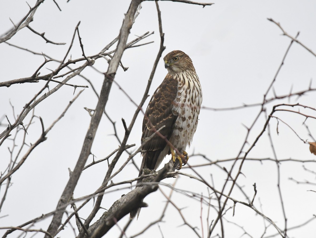 クーパーハイタカ - ML646956178