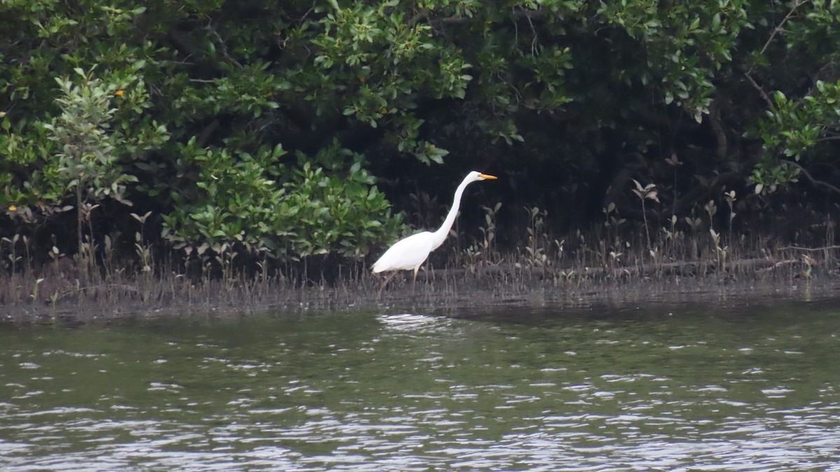 ダイサギ - ML646956179