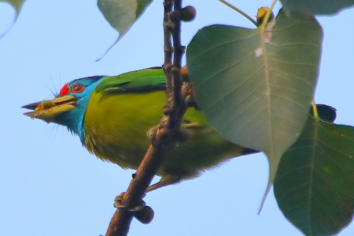 アオノドゴシキドリ - ML646956181