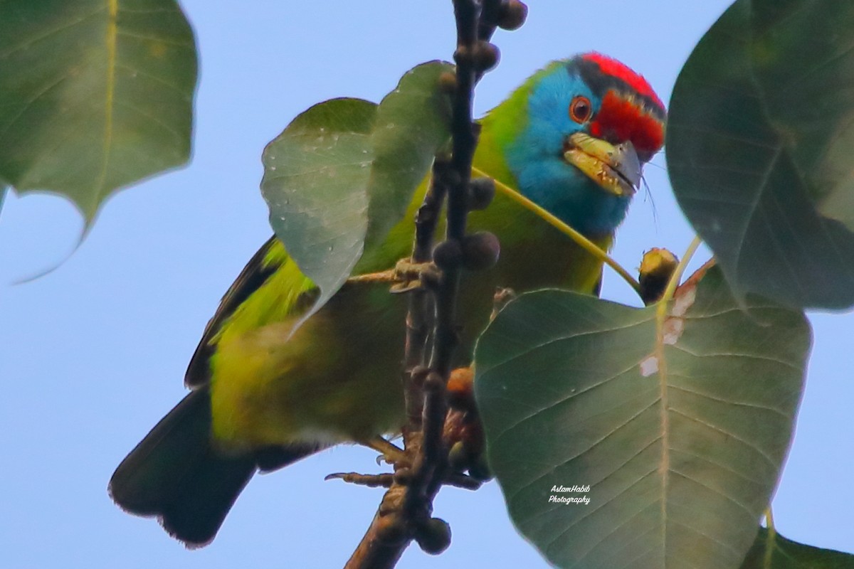 アオノドゴシキドリ - ML646956182